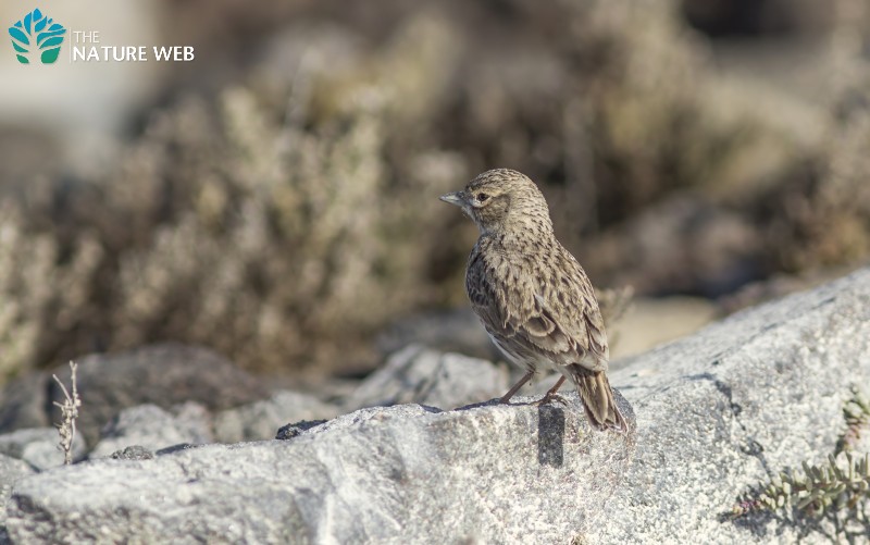 Sand Lark